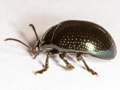 Chrysolina oricalcia